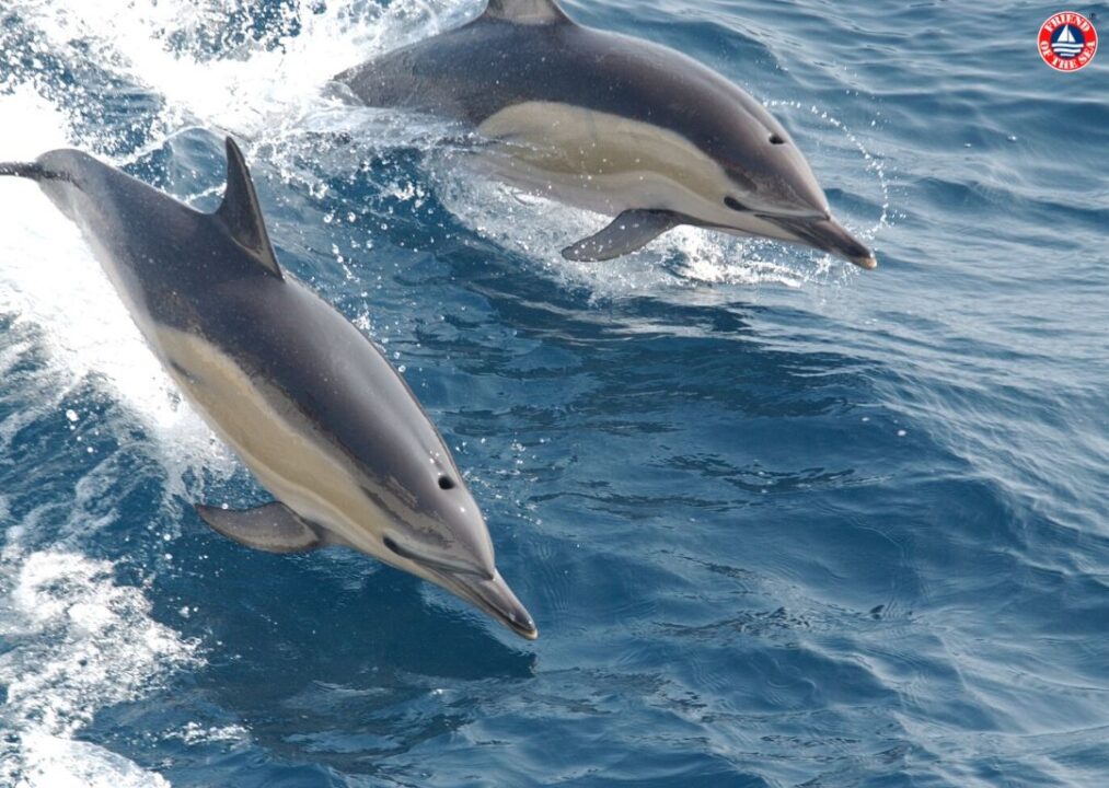 Kinko Bay Dolphin Watching