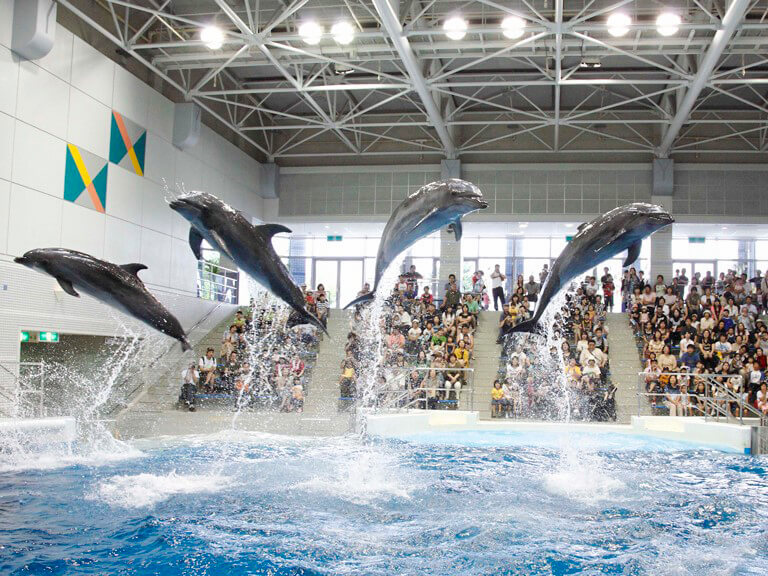 Kinko Bay Dolphin Watching