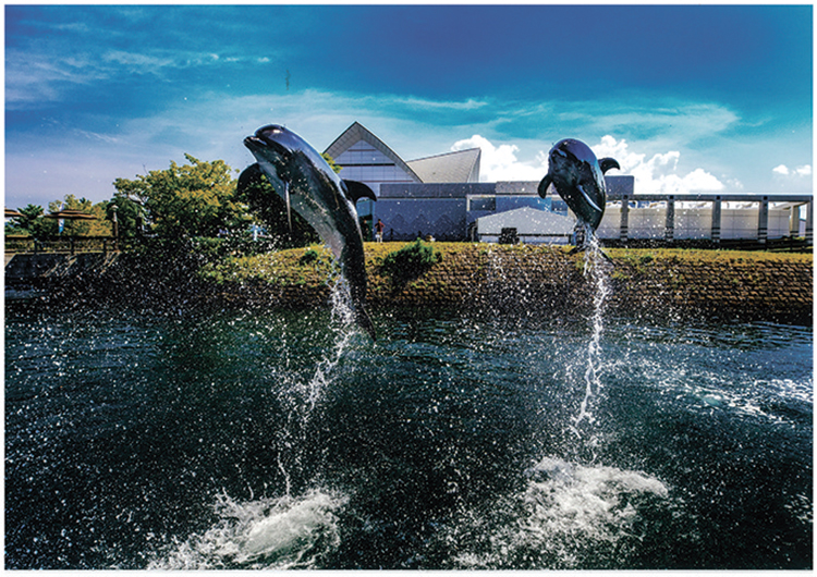 Kinko Bay Dolphin Watching