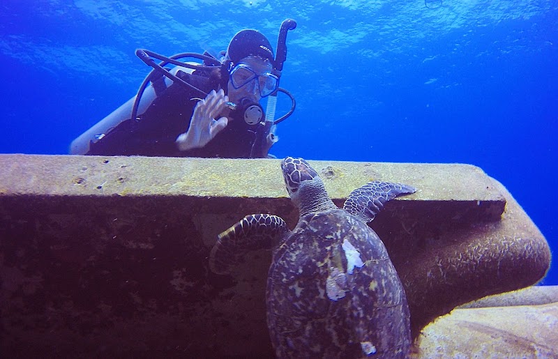 Kittiwake Shipwreck Snorkel