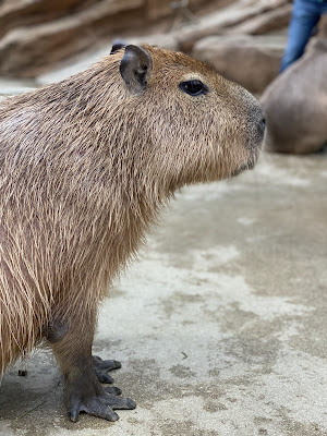 Kobe Animal Kingdom