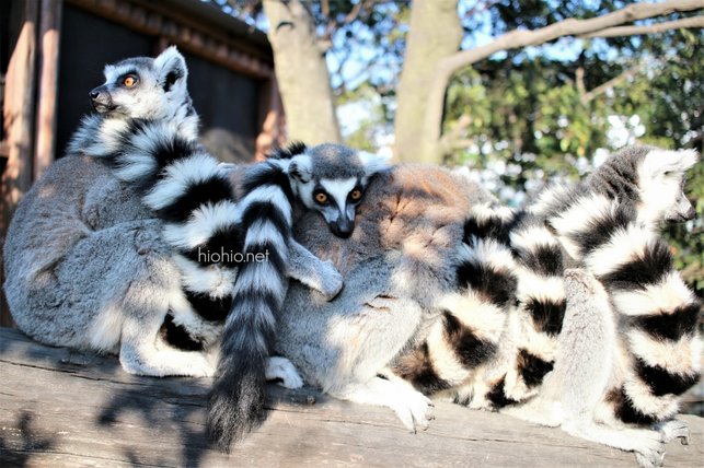 Kobe Animal Kingdom