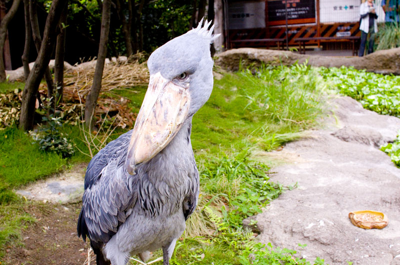 Kobe Animal Kingdom