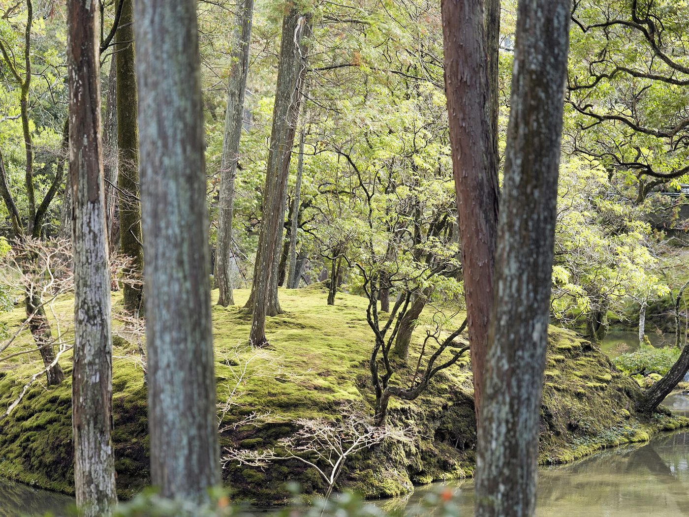 Kokedera (Moss Temple)