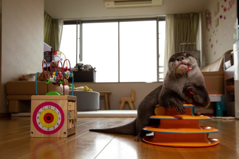 Kotsumate Otter Cafe