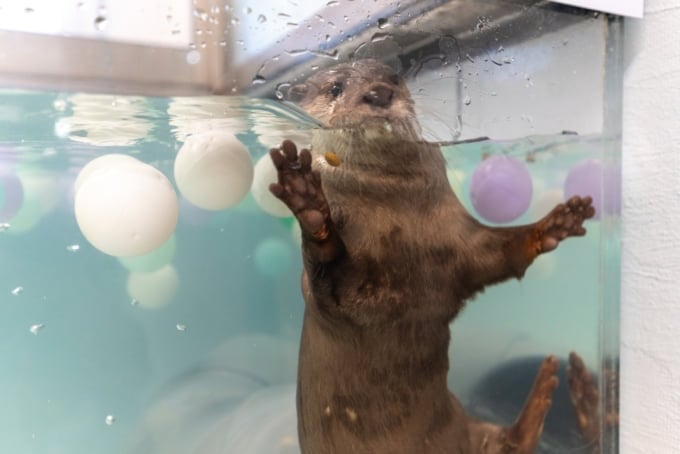 Kotsumate Otter Cafe