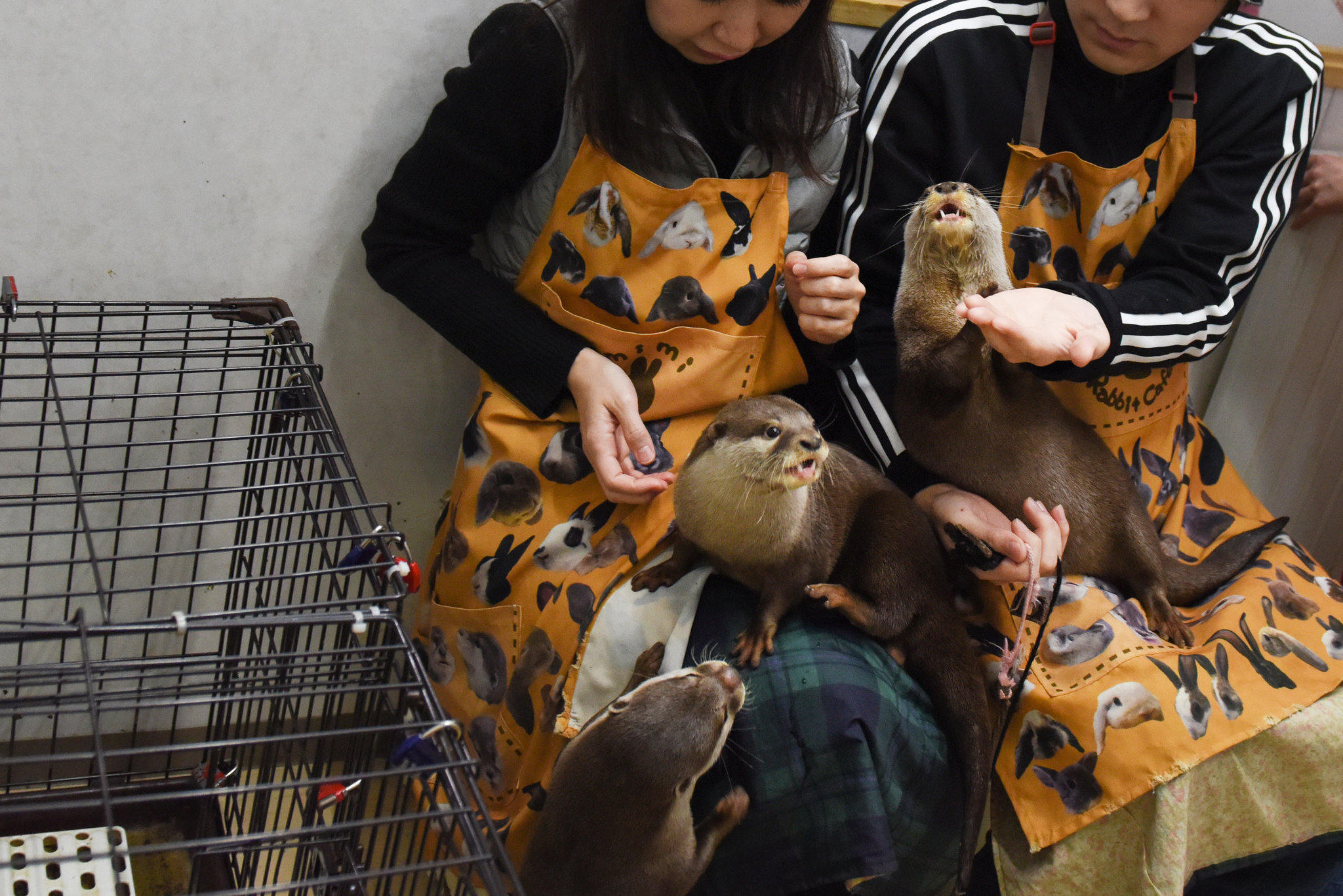 Kotsumate Otter Cafe