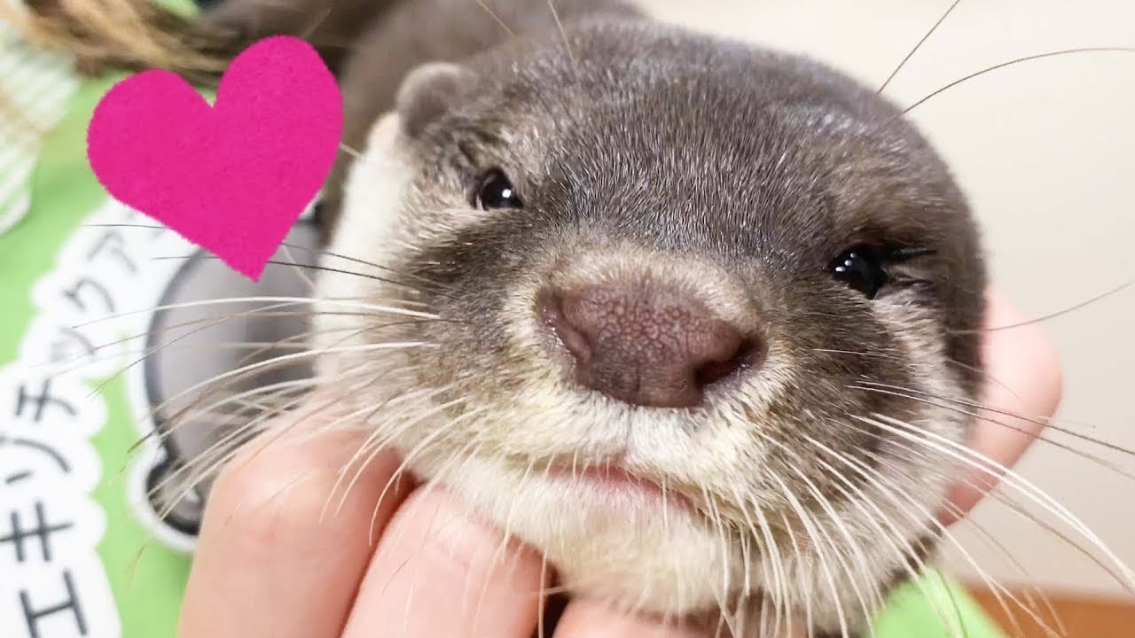 Kotsumate Otter Cafe