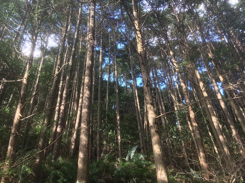 Koyasan (Mount Koya)
