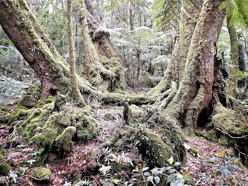 Lamington National Park