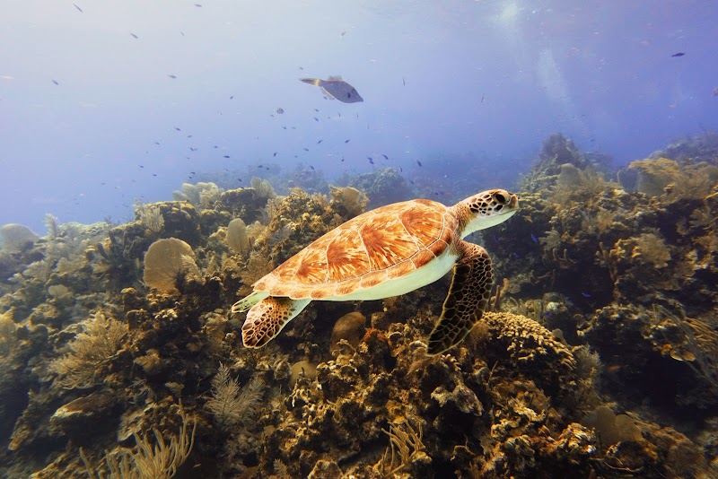 Little Cayman & Bloody Bay Wall