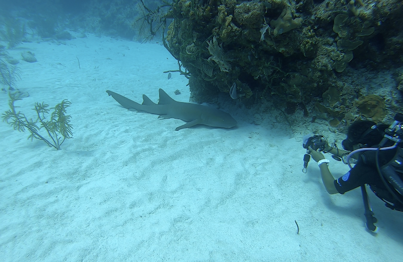 Little Cayman & Bloody Bay Wall