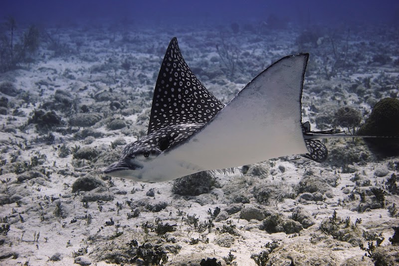 Little Cayman & Bloody Bay Wall