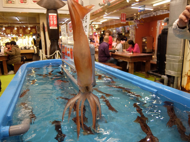 Live Squid Fishing