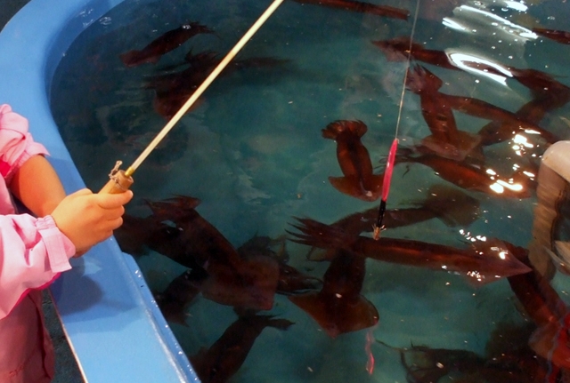 Live Squid Fishing