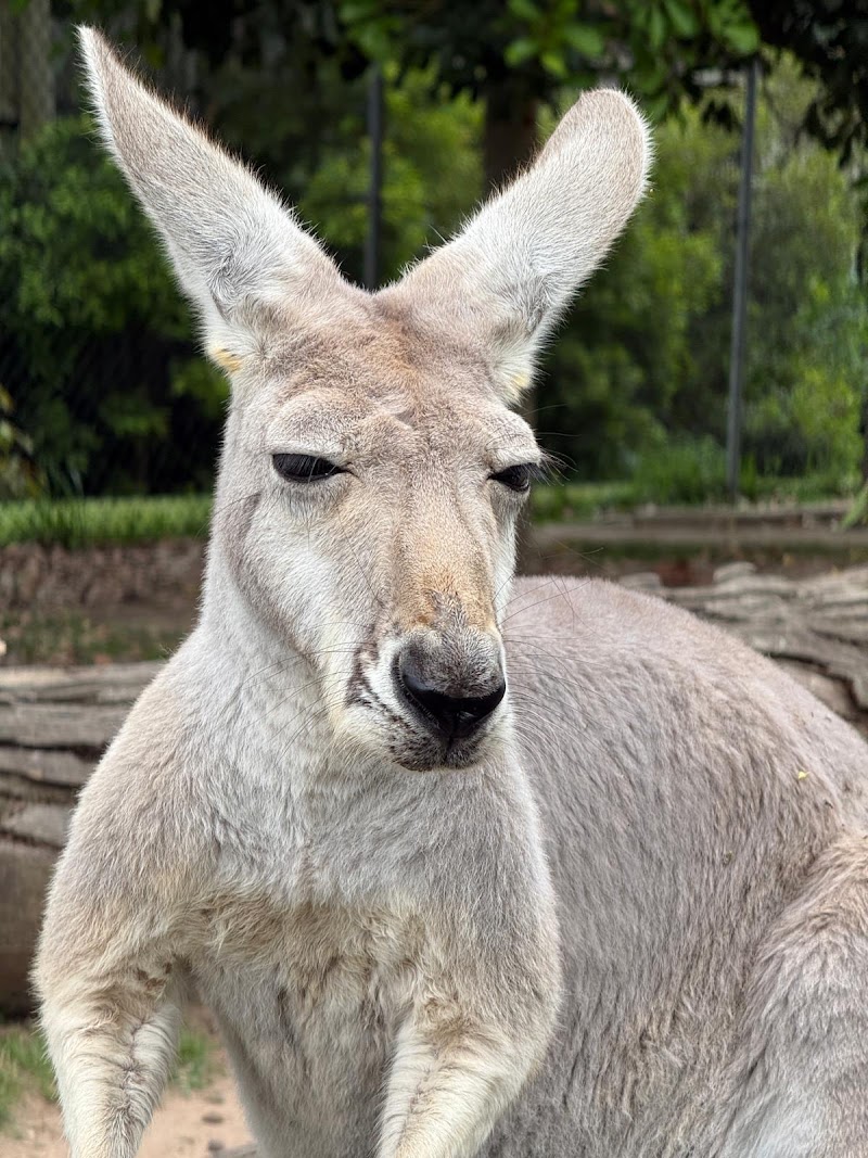 Lone Pine Koala Sanctuary