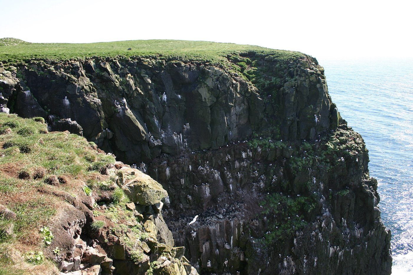 Látrabjarg Cliffs