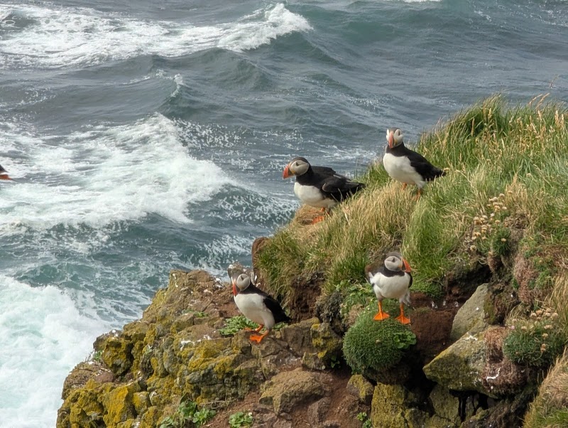 Látrabjarg Cliffs