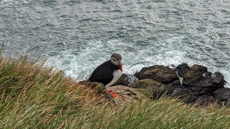 Látrabjarg Cliffs