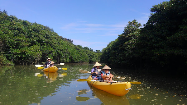 Mangrove Kayaking