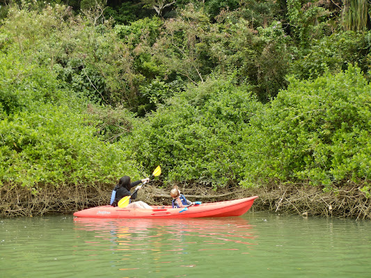 Mangrove Kayaking