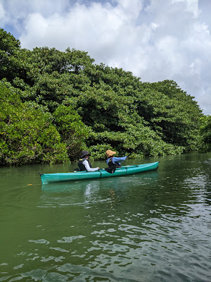 Mangrove Kayaking Ishigaki