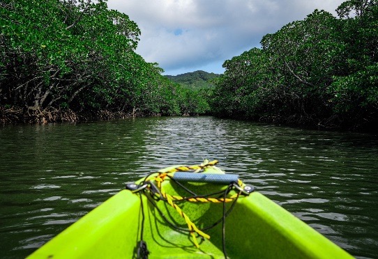 Mangrove Kayaking Ishigaki
