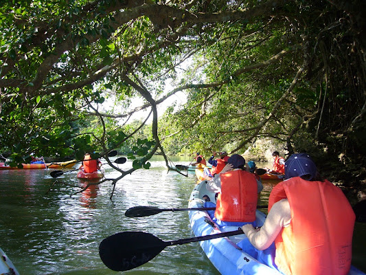 Mangrove Kayaking Ishigaki