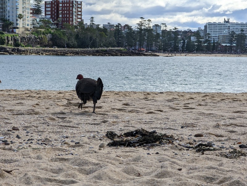 Manly Village