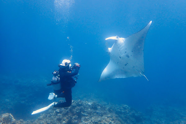 Manta Ray Diving