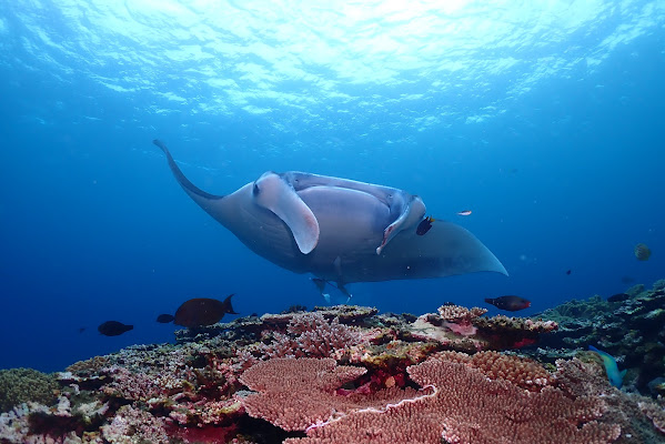 Manta Ray Diving