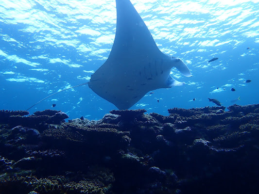 Manta Ray Diving