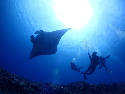 Manta Ray Diving