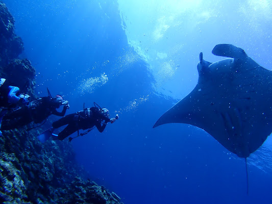 Manta Ray Diving