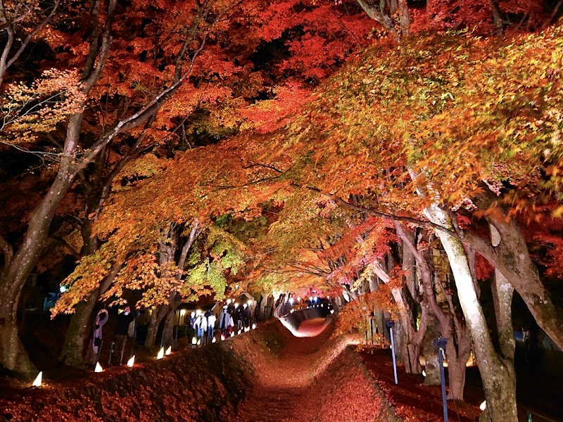 Maple Corridor