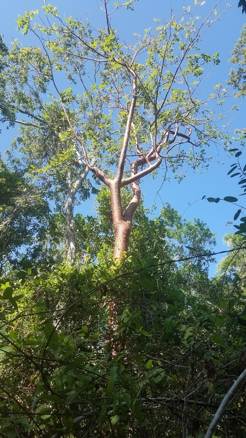 Mastic Trail