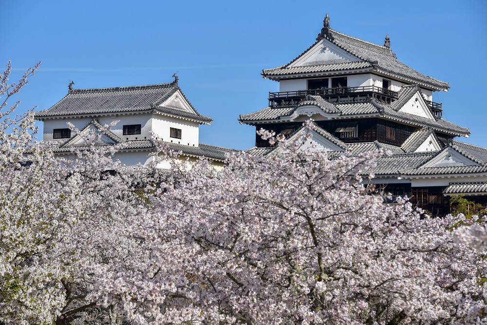 Matsuyama Castle Autumn Festival
