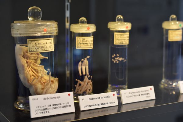 Meguro Parasitological Museum