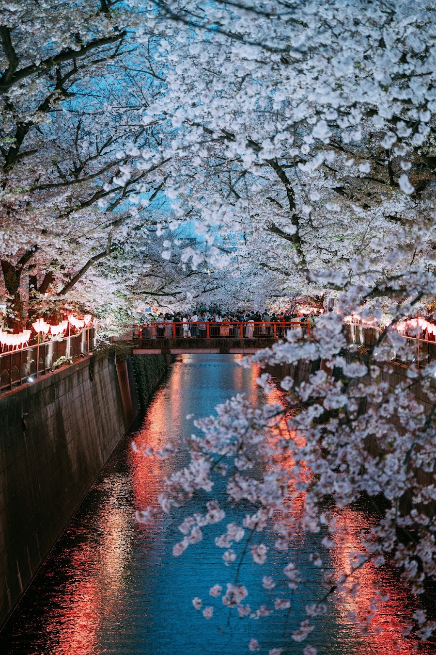 Meguro River Cherry Blossoms