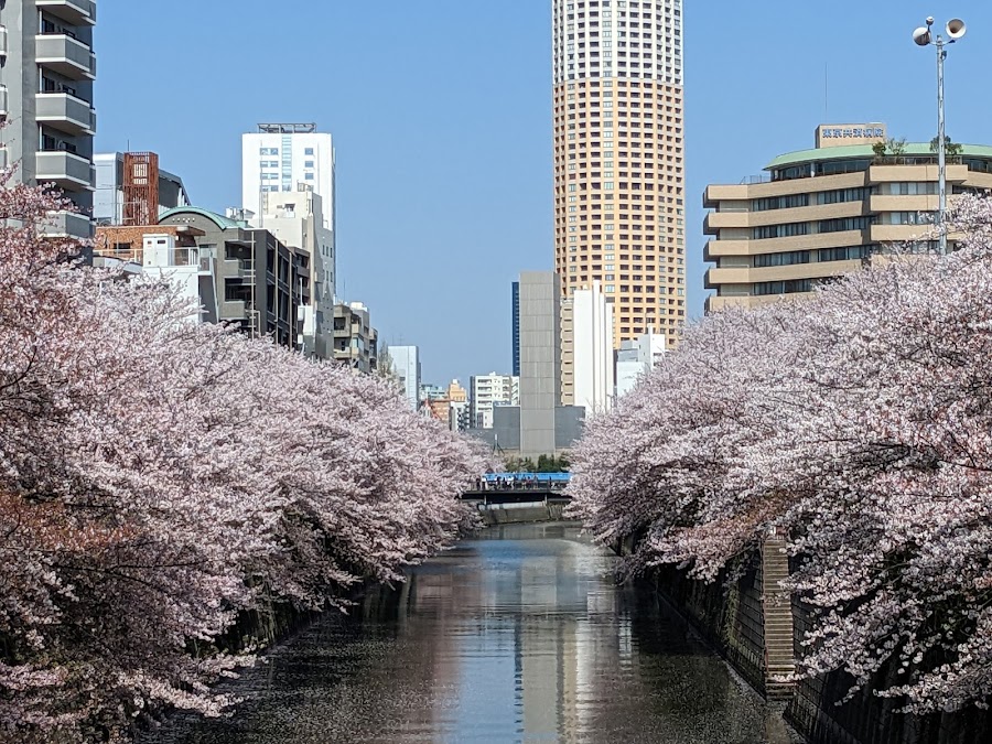 Meguro River Cherry Blossoms