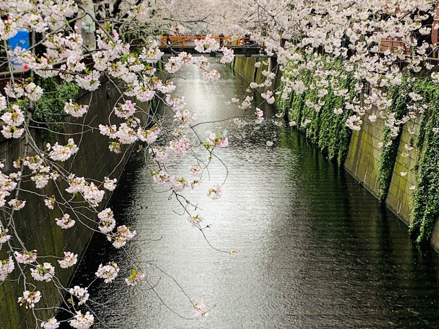 Meguro River Cherry Blossoms