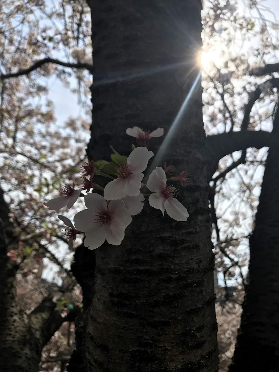 Meguro River Cherry Blossoms