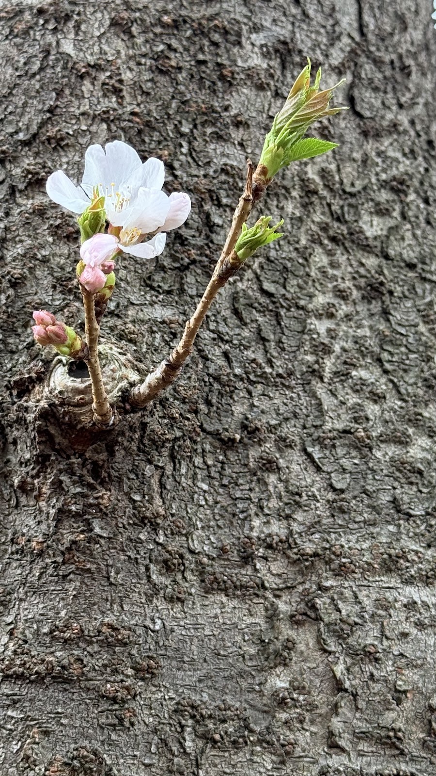 Meguro River Cherry Blossoms