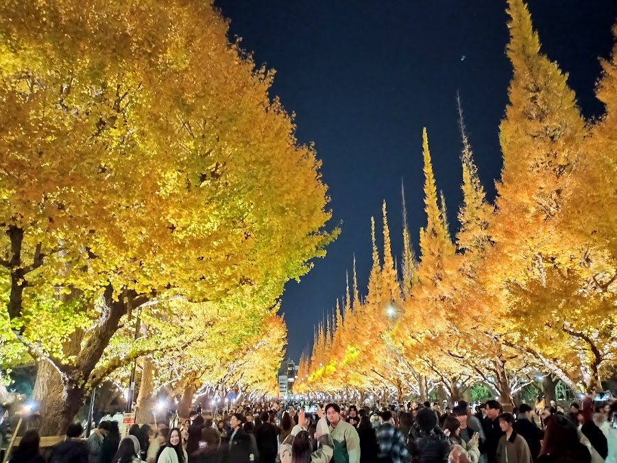 Meiji Jingu Gaien Ginkgo Avenue