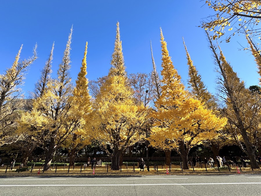 Meiji Jingu Gaien Ginkgo Avenue