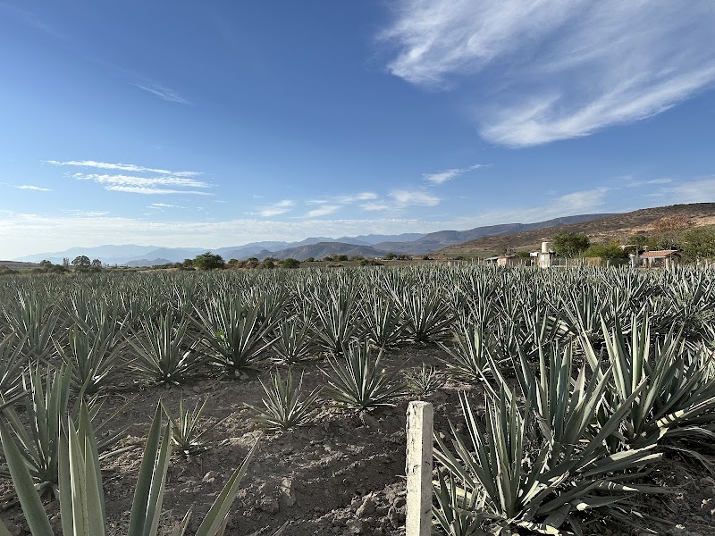 Mezcal Distillery Tour
