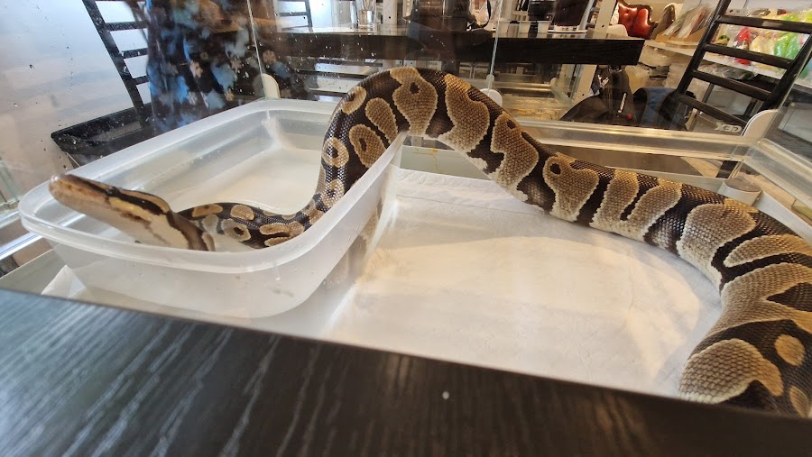 Mikado Reptile Cafe