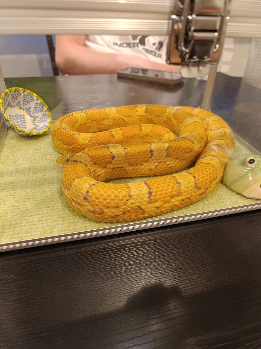 Mikado Reptile Cafe