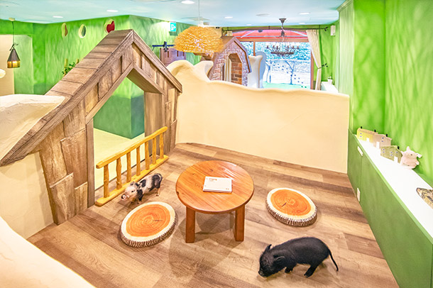 Mipig Cafe Harajuku