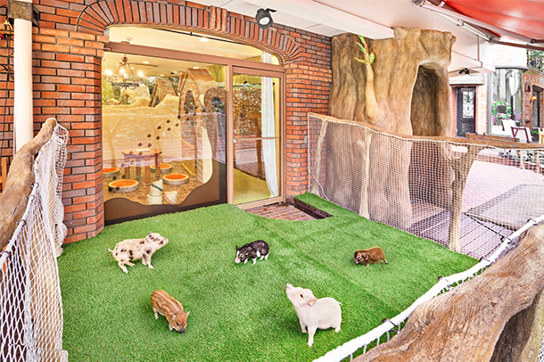 Mipig Cafe Harajuku